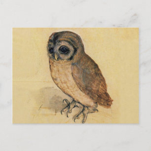 The Little Owl Albrecht Dürer Postcard