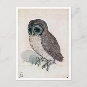The Little Owl, Albrecht Durer Postcard