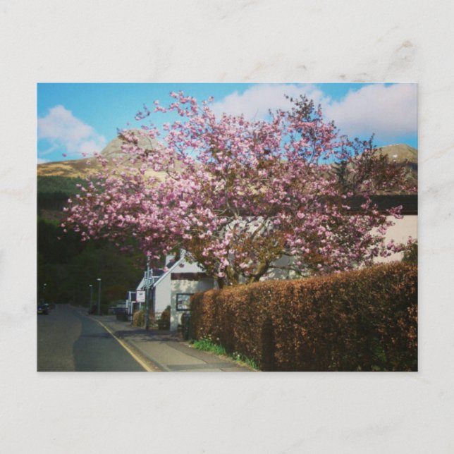 The Little Village of Glencoe, Scotland Postcard (Front)