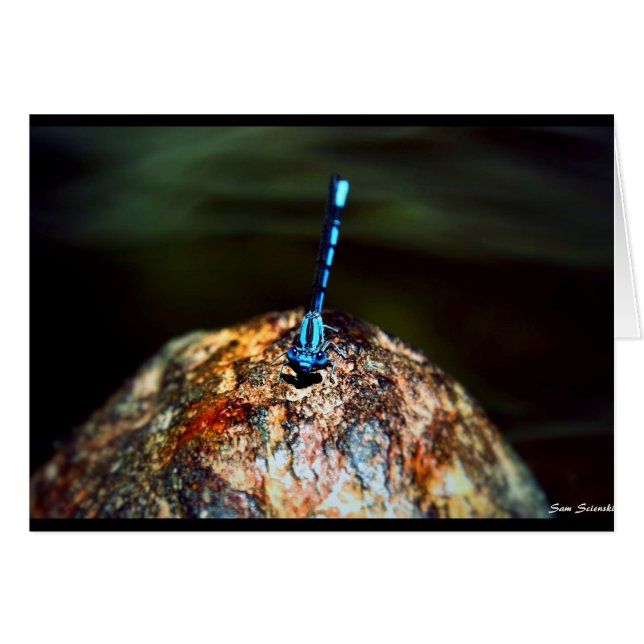 The Lone Dragonfly (Front Horizontal)