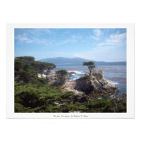"The Lone Tree Lingers" Monterey County