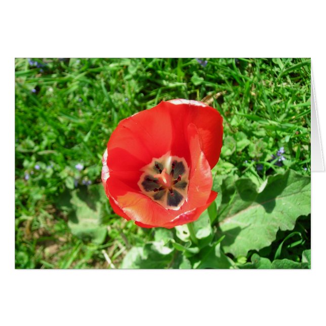 The Lone Tulip (Front Horizontal)