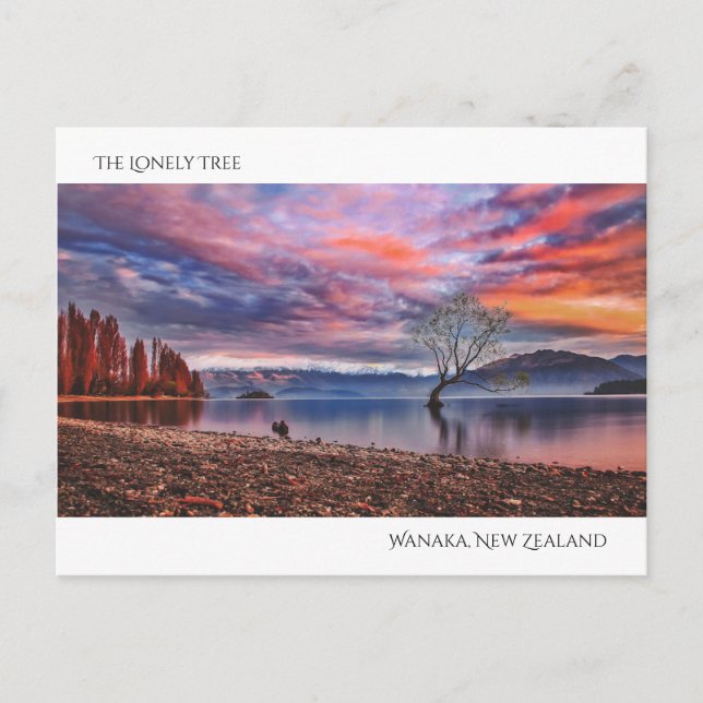 The Lonely Tree - Wanaka, New Zealand Postcard (Front)