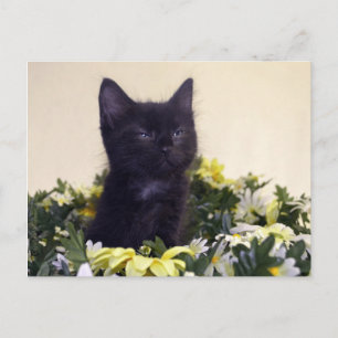 "The Look" Black Kitten Postcard