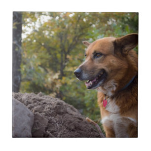 The Look of Loyalty Ceramic Tile