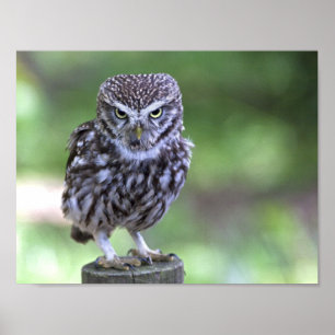 The Look Print