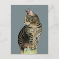"The Lookout" Tabby Cat on Wood Post Illustration