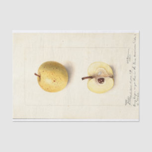 The Lost Apple Tissue Paper