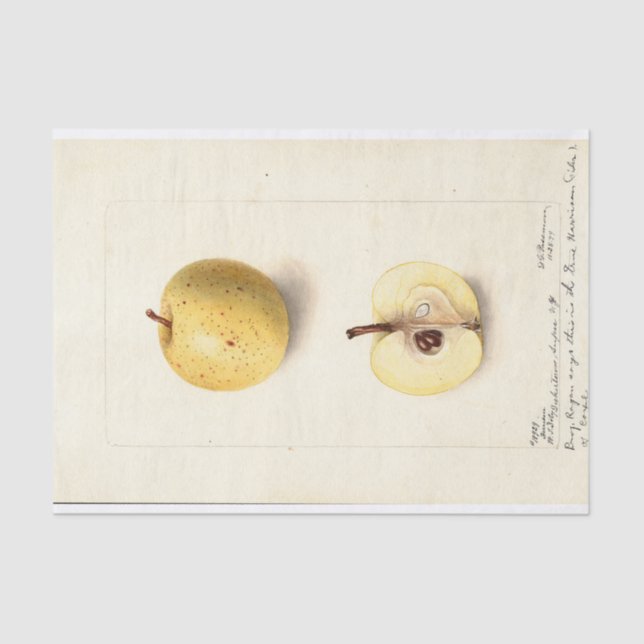 The Lost Apple  Tissue Paper (Front)