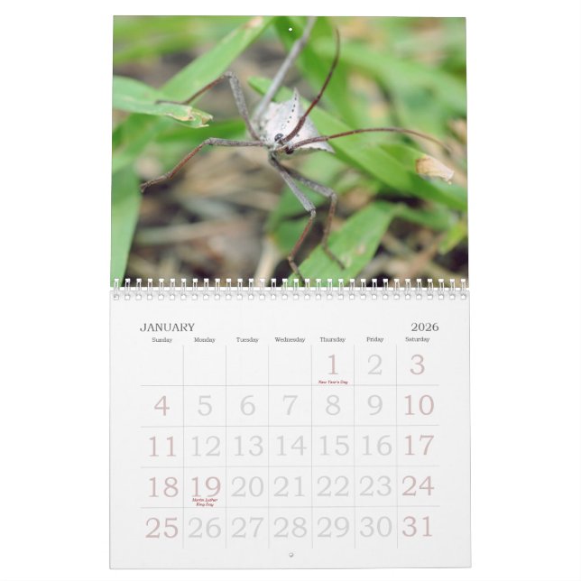 The Love of Bugs Calendar (Jan 2026)