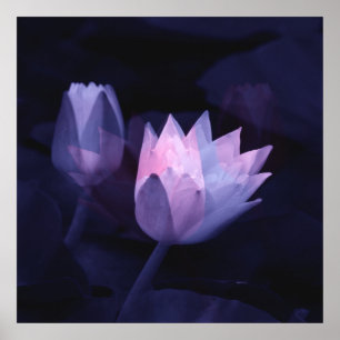 The love of lilies.... poster