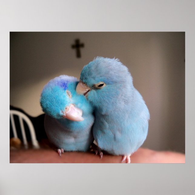 The Love we Share Pacific Blue Parrotlets Poster (Front)