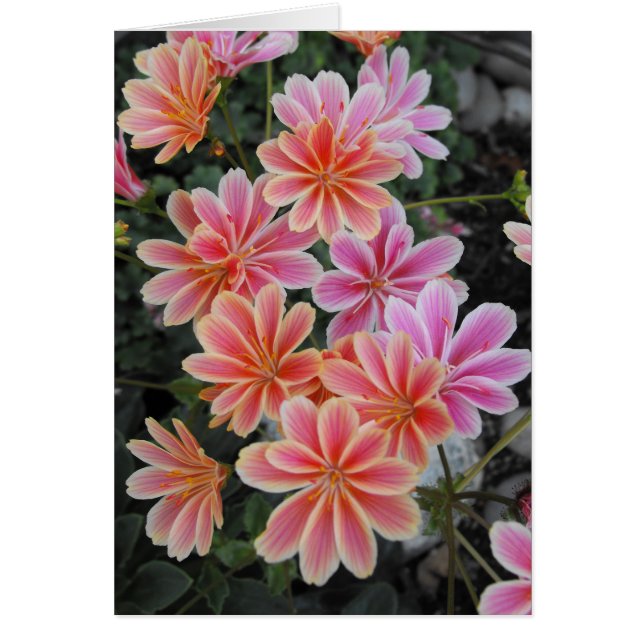 The Lovely Lewisia-Cotyledon (Front)