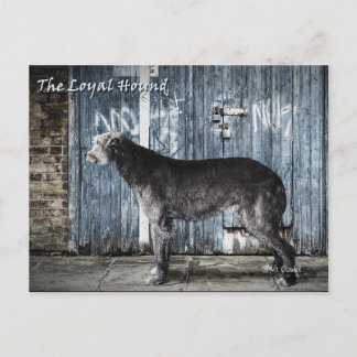 The Loyal Hound Postcard