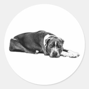 The Loyal Look Pitbull Mix Art Sticker