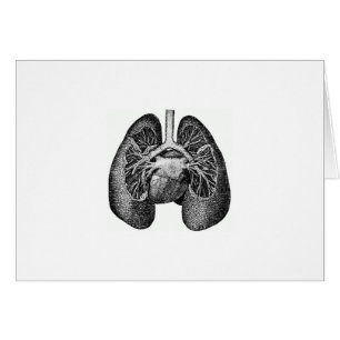 The lungs & heart
