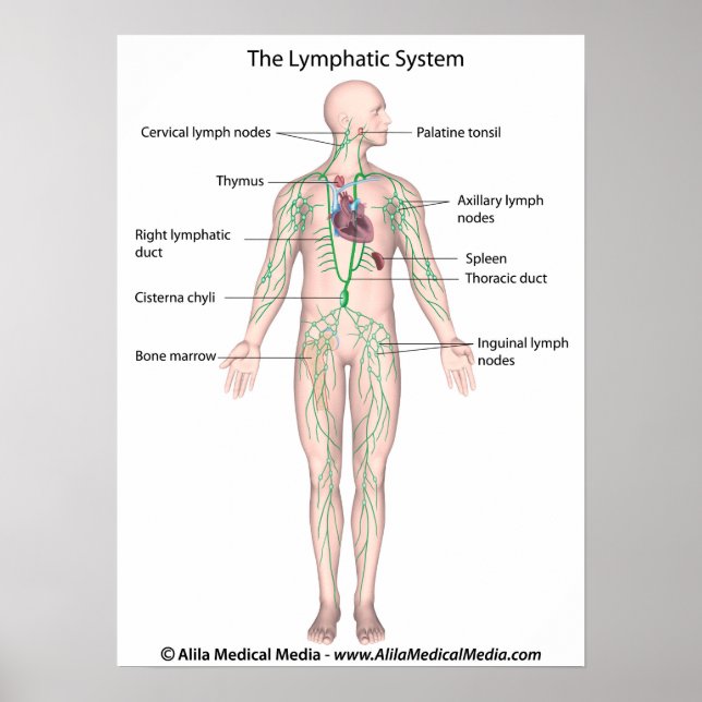The lymphatic system labelled Poster (Front)