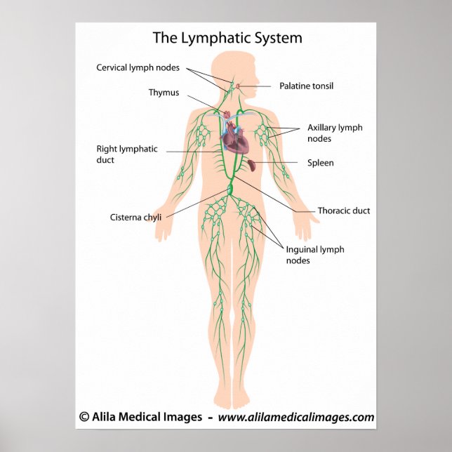 The lymphatic system labelled Poster (Front)