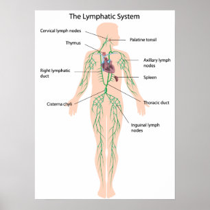 The lymphatic system labelled Poster
