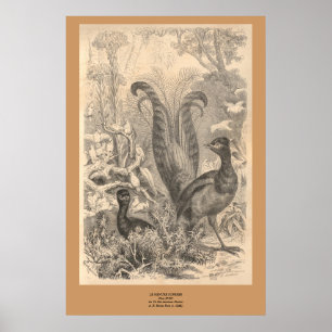 The Lyre Bird Poster