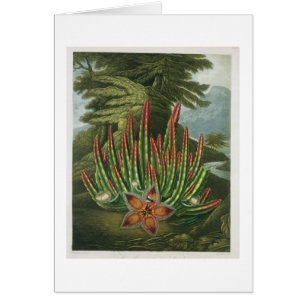 The Maggot-Bearing Stapelia, engraved by Stadler,