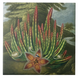 The Maggot-Bearing Stapelia, engraved by Stadler, Ceramic Tile