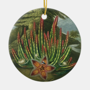 The Maggot-Bearing Stapelia, engraved by Stadler, Ceramic Tree Decoration