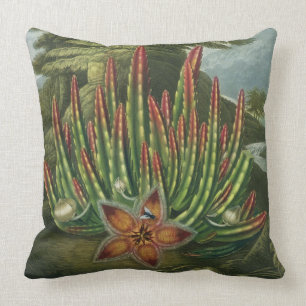 The Maggot-Bearing Stapelia, engraved by Stadler, Cushion
