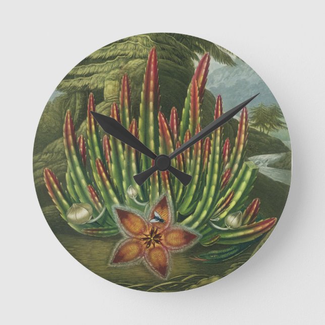 The Maggot-Bearing Stapelia, engraved by Stadler, Round Clock (Front)