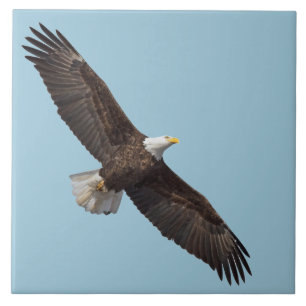 The Majestic Bald Eagle Tile
