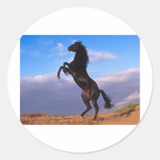 The majestic black stallion classic round sticker