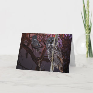The majestic Great Grey Owl Card