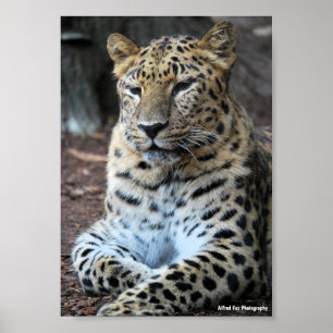 The Majestic Leopard Poster