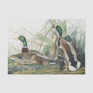 The Mallard Duck Audubon Bird Painting Tissue Paper