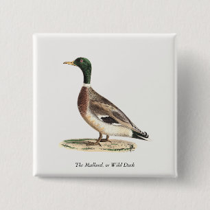 The Mallard or Wild Duck (Anas platyrhynchos) 15 Cm Square Badge