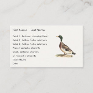 The Mallard or Wild Duck (Anas platyrhynchos) Business Card