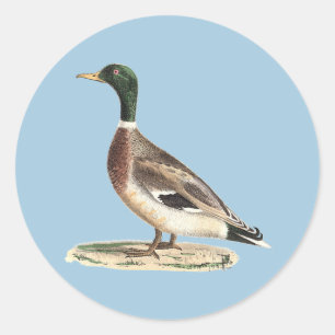The Mallard or Wild Duck (Anas platyrhynchos) Classic Round Sticker