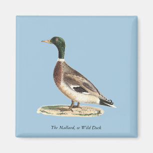 The Mallard or Wild Duck (Anas platyrhynchos) Magnet