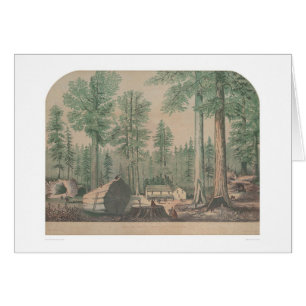 The Mammoth Trees of California (1191)
