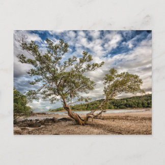 The Mangrove Tree Postcard