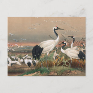 The Mantchurian Crane by Joseph Wolf Postcard