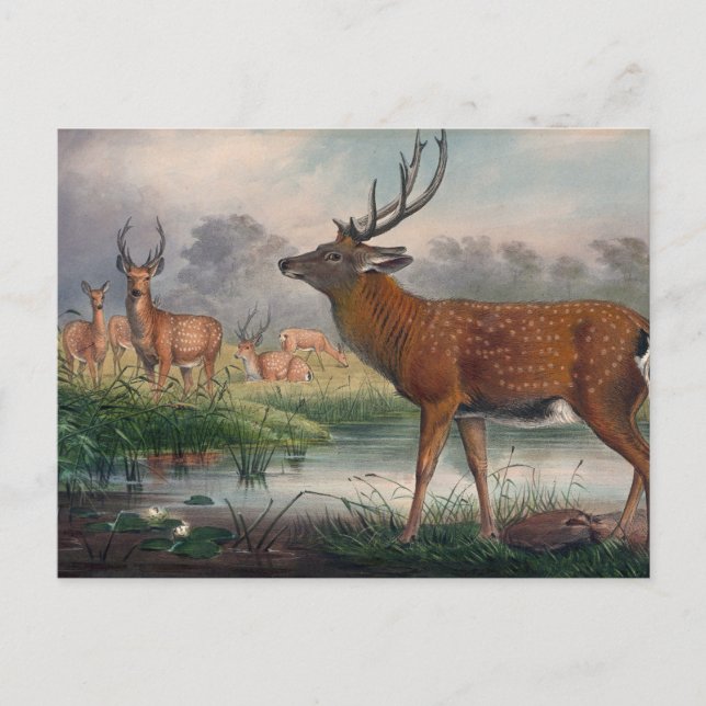 The Mantchurian Deer by Joseph Wolf Postcard (Front)