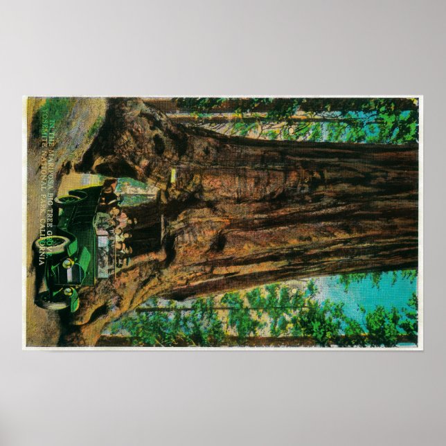 The Mariposa Big Tree Grove, Yosemite Poster (Front)