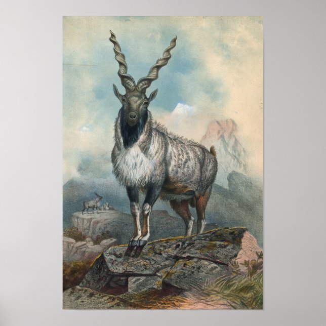 The Markhore by Joseph Wolf Poster (Front)