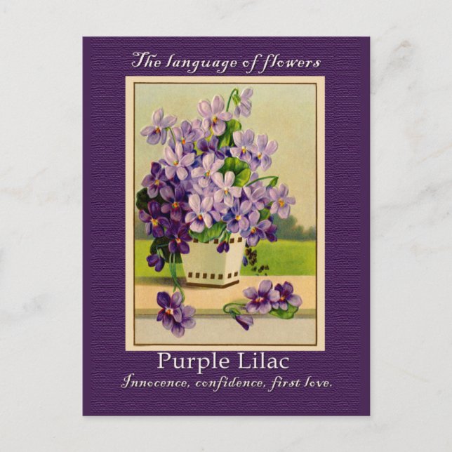 The Meaning of the Lilac Postcard (Front)