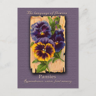 The Meaning of the Pansy Postcard