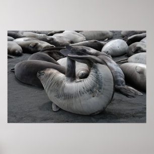 The Mermaid Seal (Poster) Poster