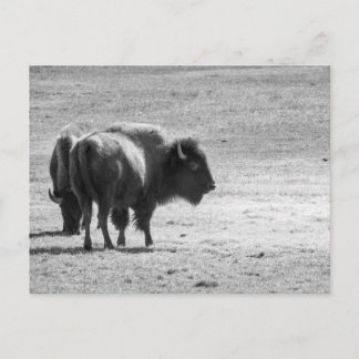 The Mighty Buffalo Postcard
