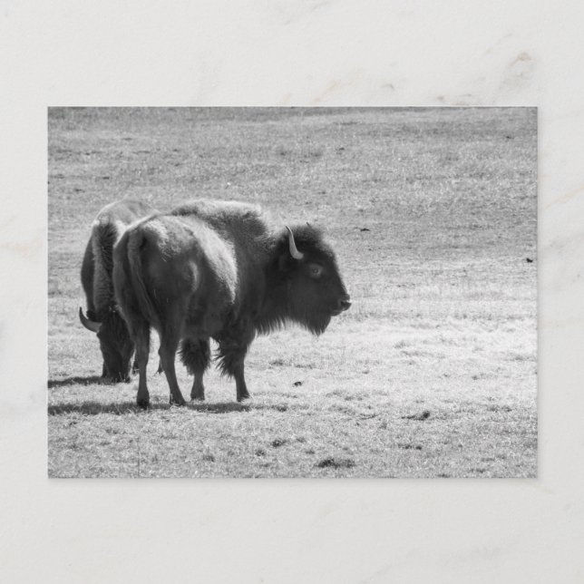 The Mighty Buffalo  Postcard (Front)