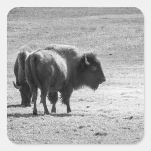 The Mighty Buffalo  Square Sticker